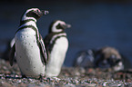 Magellanic penguins