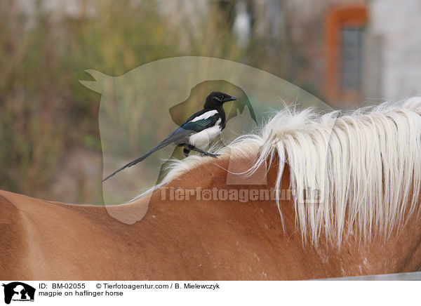 Elster auf Haflinger / magpie on haflinger horse / BM-02055