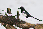 Eurasian black-billed magpie