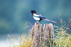 black-billed magpie