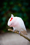 Major Mitchell's cockatoo