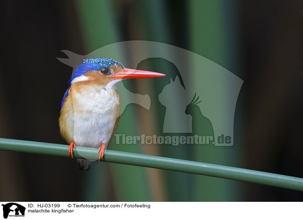 Hauben-Zwergfischer / malachite kingfisher / HJ-03199