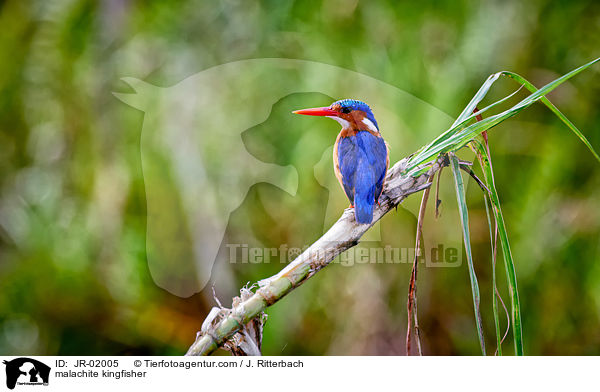 malachite kingfisher / JR-02005