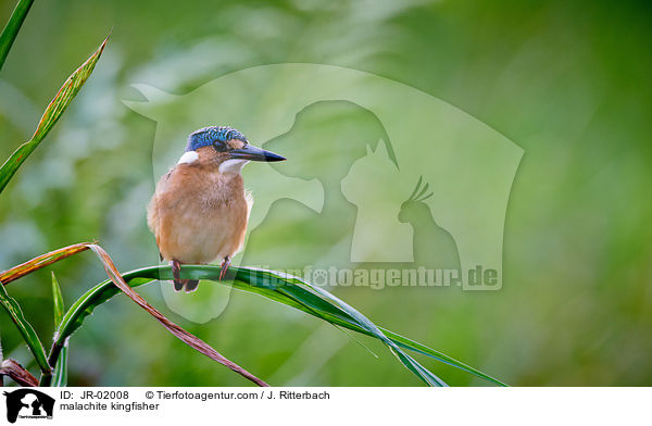 Hauben-Zwergfischer / malachite kingfisher / JR-02008