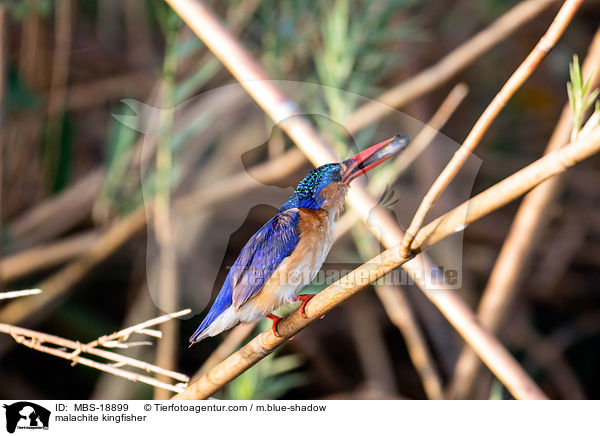 Hauben-Zwergfischer / malachite kingfisher / MBS-18899