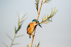 malachite kingfisher