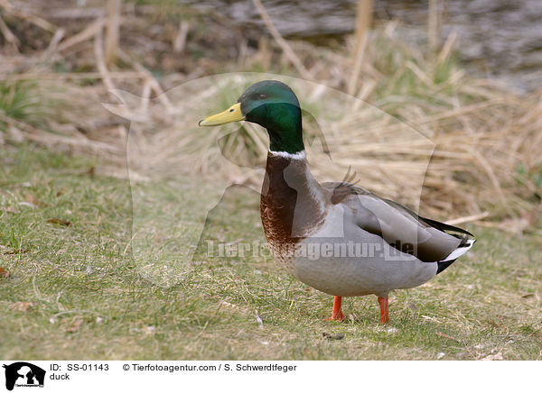 duck / SS-01143