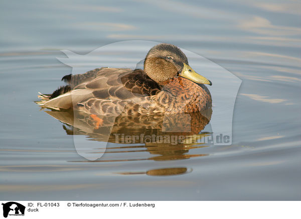 duck / FL-01043