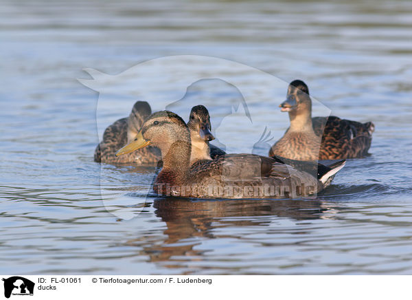 ducks / FL-01061