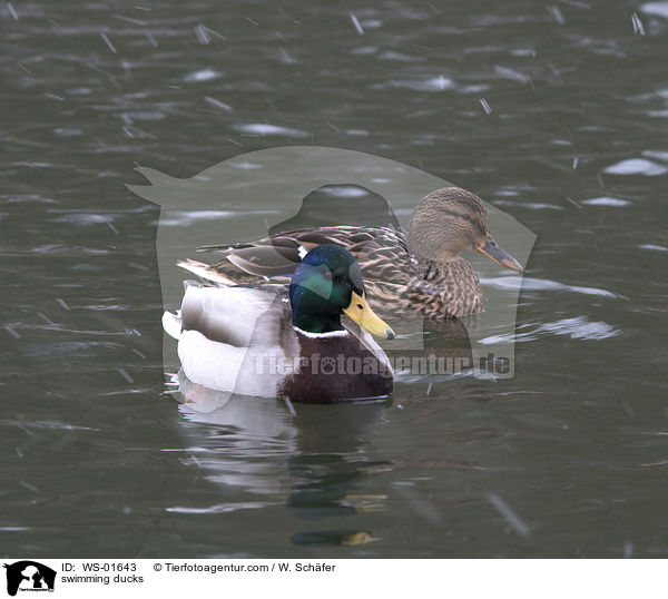 swimming ducks / WS-01643