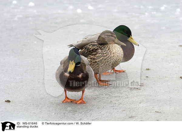 stehende Stockenten / standing ducks / WS-01646