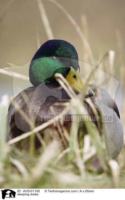 schlafender Stockentenerpel / sleeping drake / AVD-01192