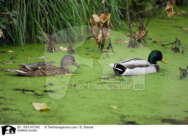 Stockenten / mallard ducks / SST-03160