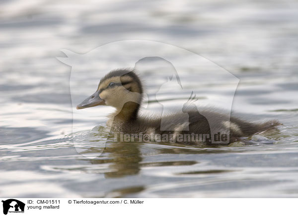 junge Stockente / young mallard / CM-01511