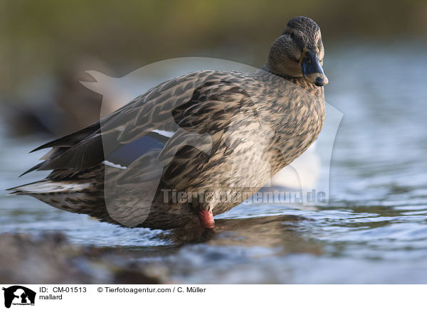 Stockente / mallard / CM-01513