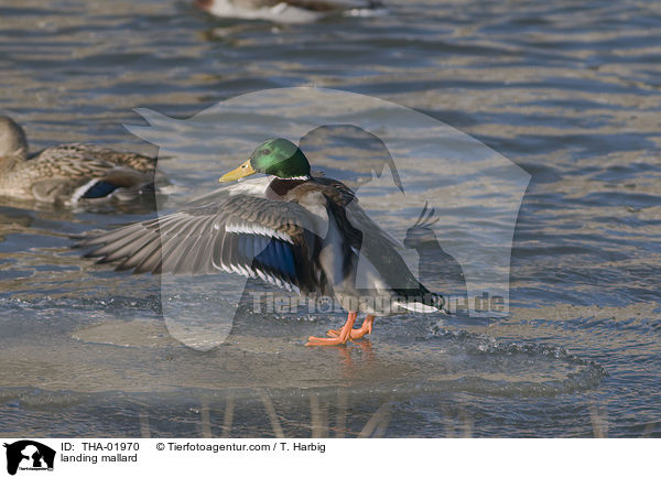 landing mallard / THA-01970