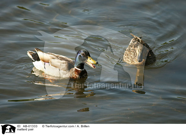 Stockentenpaar / mallard pair / AB-01333