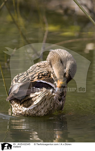 Stockente / mallard / AVD-02345