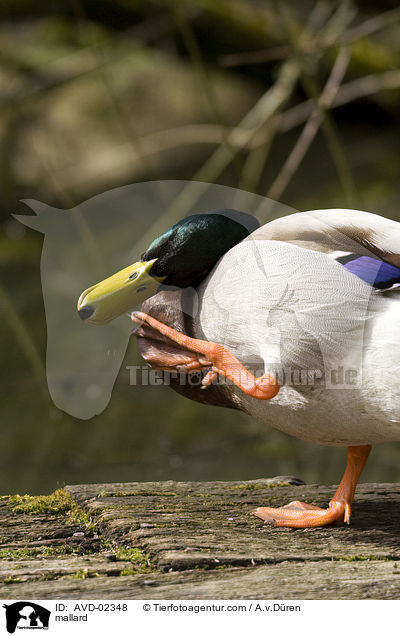 Stockente / mallard / AVD-02348