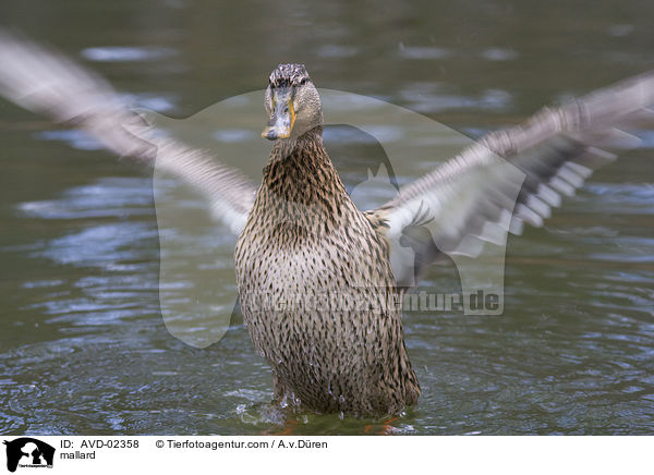 Stockente / mallard / AVD-02358