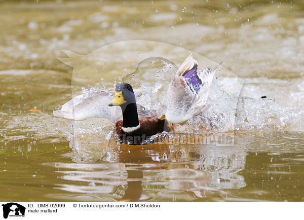 Stockentenerpel / male mallard / DMS-02099