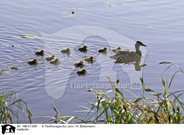 Stockenten / mallards / HB-01396