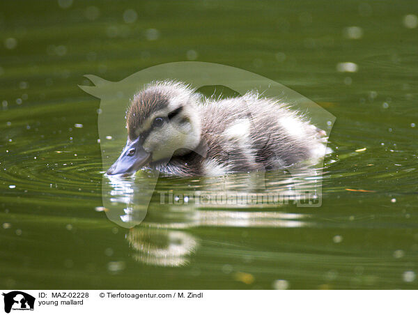 junge Stockente / young mallard / MAZ-02228