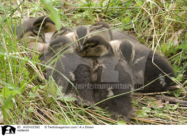 Stockenten / mallards / AVD-02392