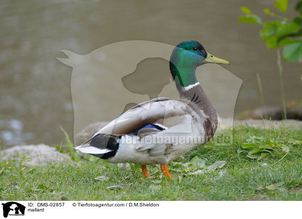 Stockente / mallard / DMS-02857