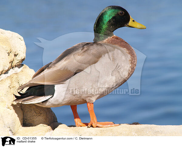 Stockentenerpel / mallard drake / CD-01355