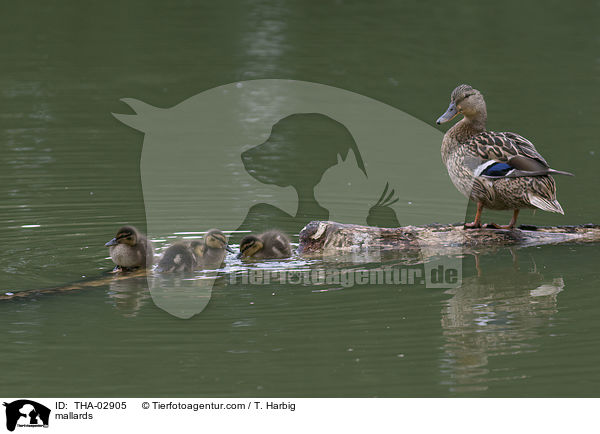 Stockenten / mallards / THA-02905