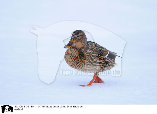 Stockente / mallard / DMS-04130