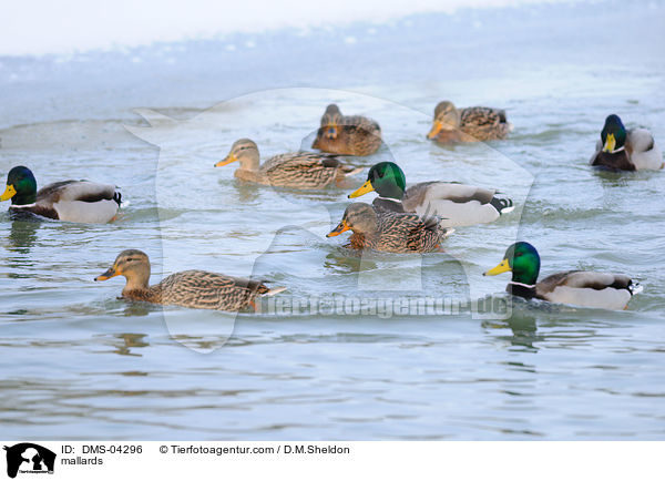 Stockenten / mallards / DMS-04296