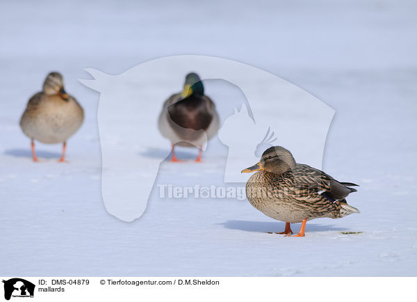 Stockenten / mallards / DMS-04879