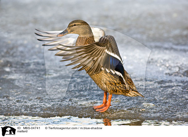 Stockente / mallard / MBS-04741