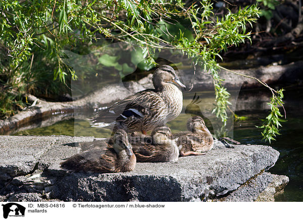 Stockenten / mallards / MBS-04816