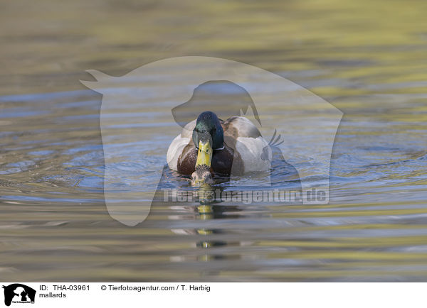 Stockenten / mallards / THA-03961