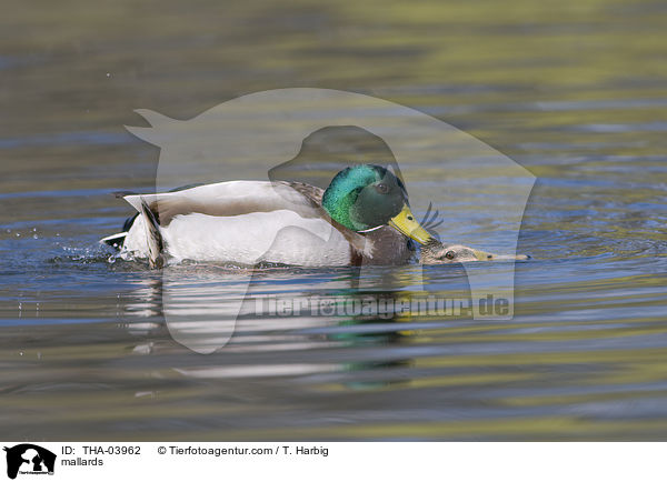 Stockenten / mallards / THA-03962