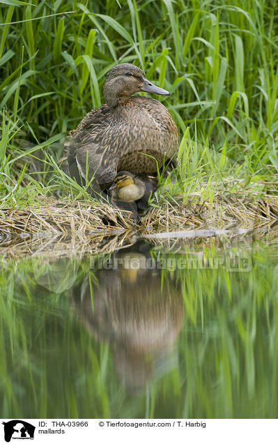 Stockenten / mallards / THA-03966