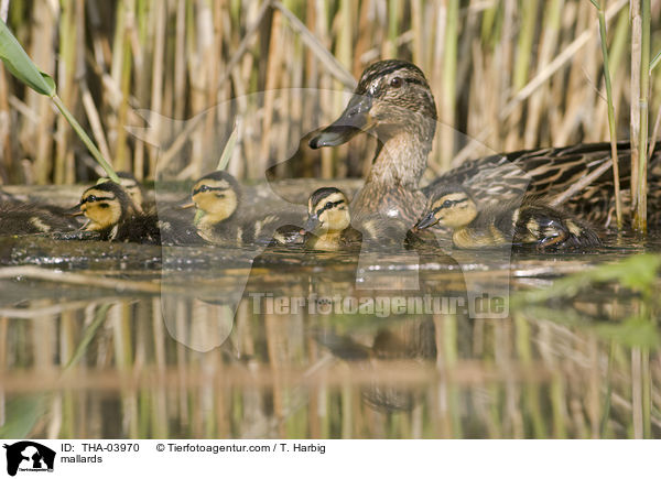 Stockenten / mallards / THA-03970