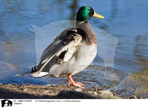 Stockente / mallard / MBS-05598