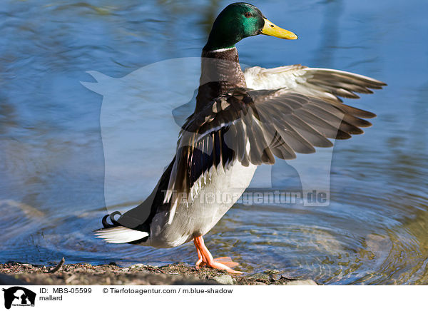 Stockente / mallard / MBS-05599