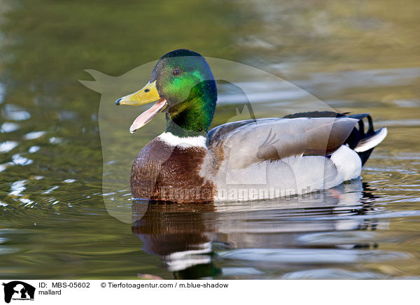 Stockente / mallard / MBS-05602