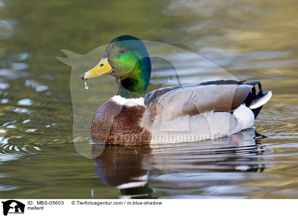 Stockente / mallard / MBS-05603