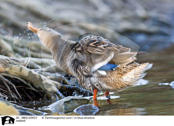 Stockente / mallard / MBS-05607