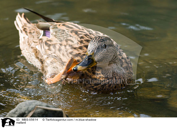 Stockente / mallard / MBS-05614