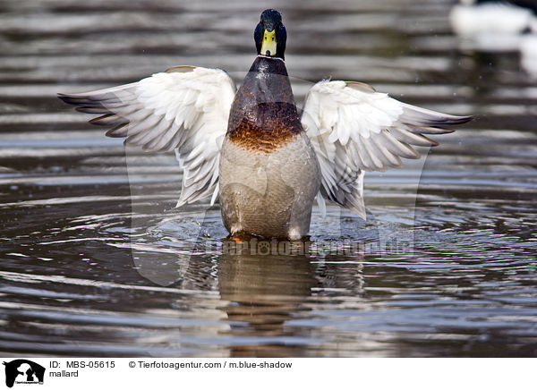 Stockente / mallard / MBS-05615