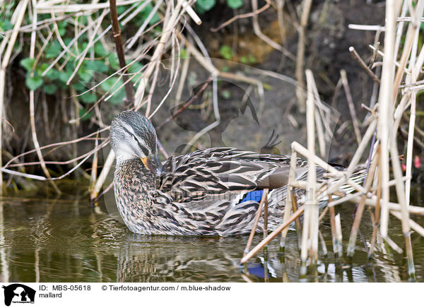 Stockente / mallard / MBS-05618