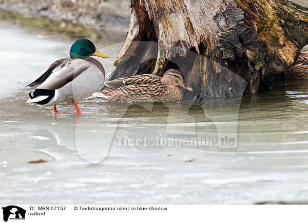 Stockente / mallard / MBS-07157