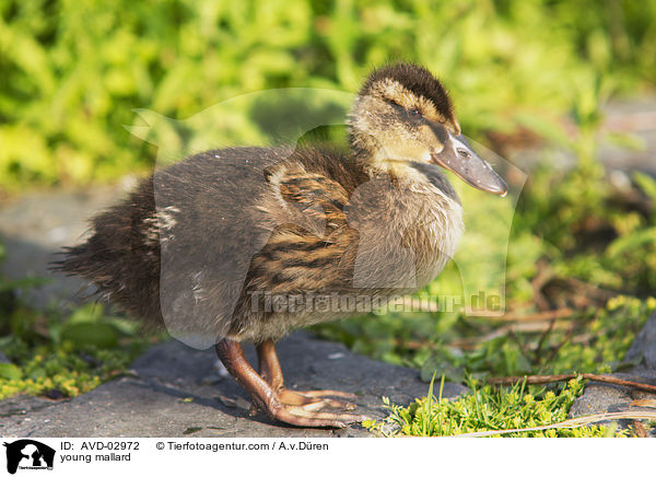 Stockenten Kken / young mallard / AVD-02972